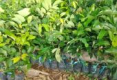 Jual Bibit rambutan lengkeng