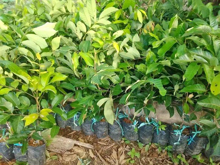 Jual Bibit rambutan lengkeng