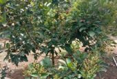 Jual Bibit rambutan lengkeng