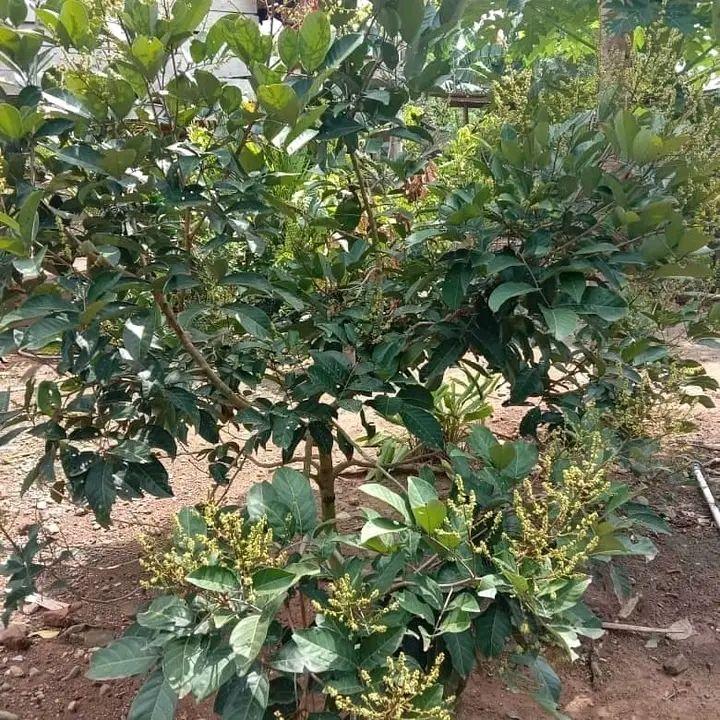 Jual Bibit rambutan lengkeng