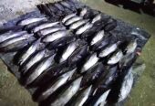 Ikan tuna sirip kuning