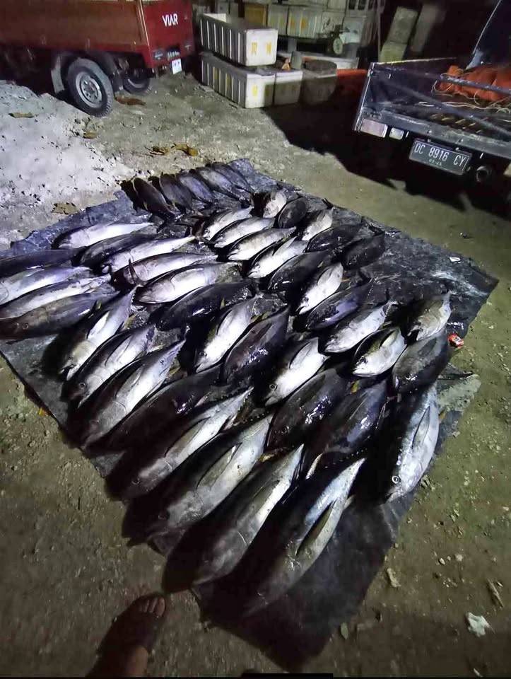 Ikan tuna sirip kuning