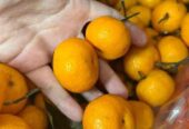 Buah Import