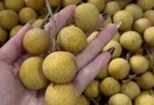 Buah Import