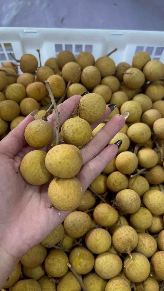 Buah Import