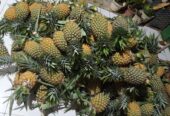 Ready nanas madunya
