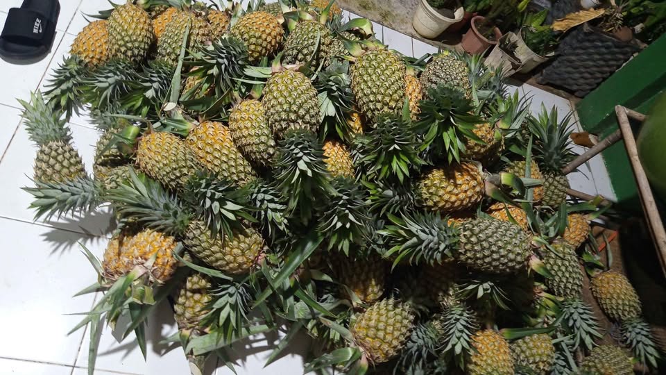 Ready nanas madunya