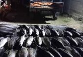 Ikan tuna sirip kuning