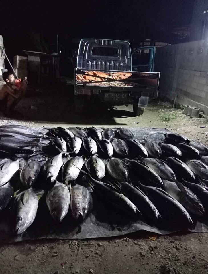 Ikan tuna sirip kuning