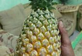 Ready nanas madunya