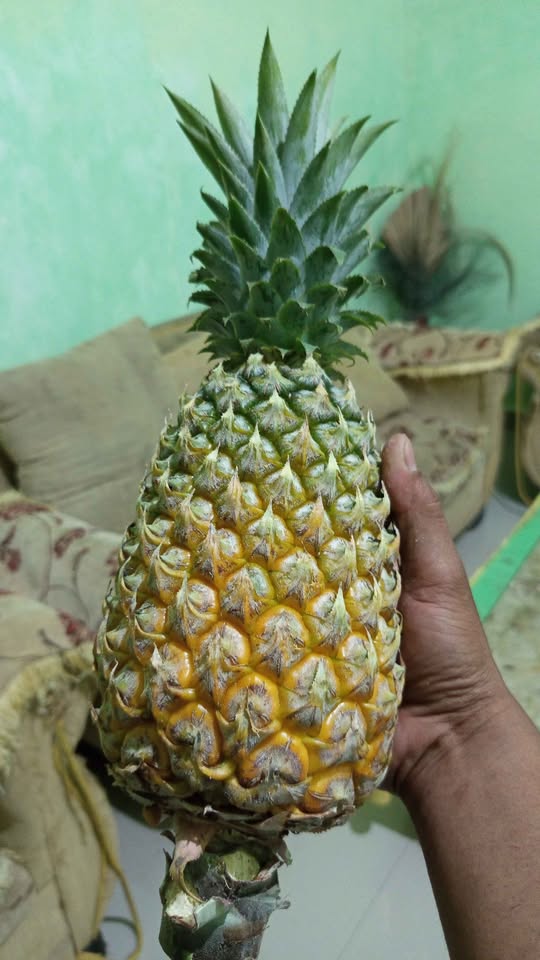 Ready nanas madunya