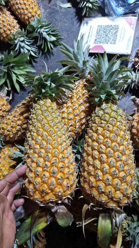 Ready nanas madunya