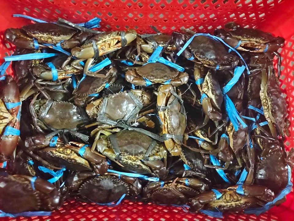 Kepiting udang kepah (kerang)