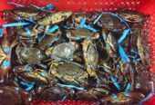 Kepiting udang kepah (kerang)