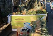 Ready nanas madunya