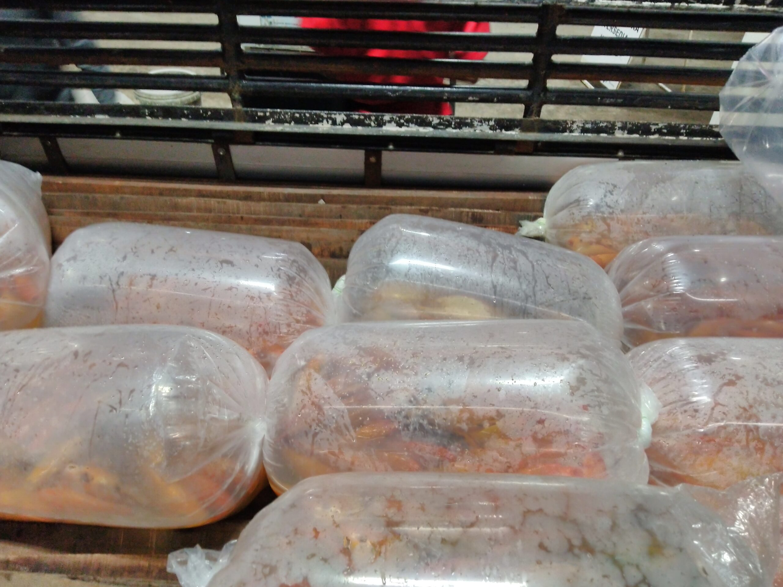Ikan Koi Bahro (Penghias Kolam Rumahan)