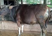 SAPI QURBAN Pliharaan sendiri