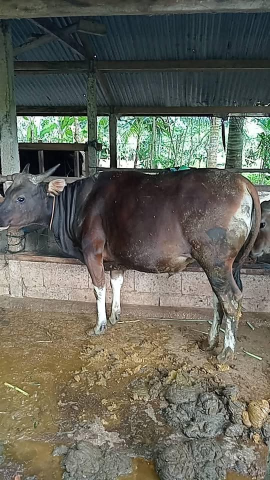 SAPI QURBAN Pliharaan sendiri