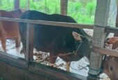 SAPI QURBAN Pliharaan sendiri