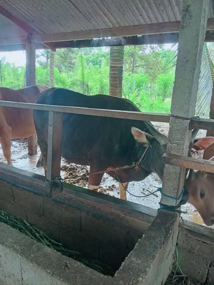SAPI QURBAN Pliharaan sendiri