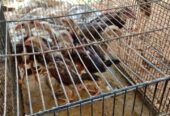 Dijual anak ayam pamangon