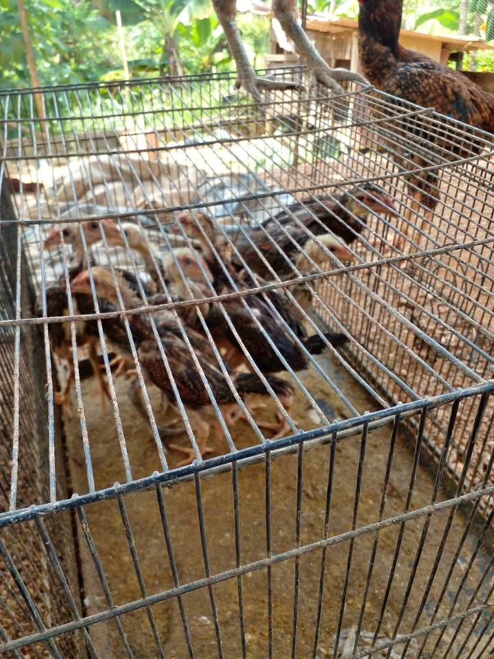 Dijual anak ayam pamangon