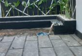 Rumah dijual Palangka Raya