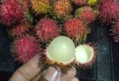 Rambutan lengkeng