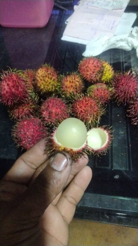 Rambutan lengkeng