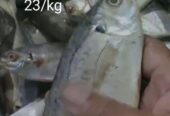 Ikan cakalang, kembung, baby cumi