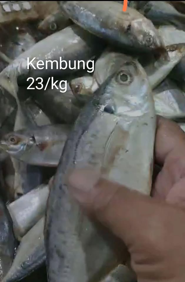 Ikan cakalang, kembung, baby cumi