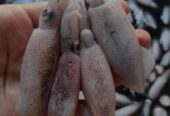 Ikan cakalang, kembung, baby cumi