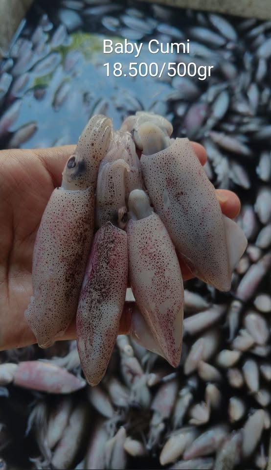 Ikan cakalang, kembung, baby cumi