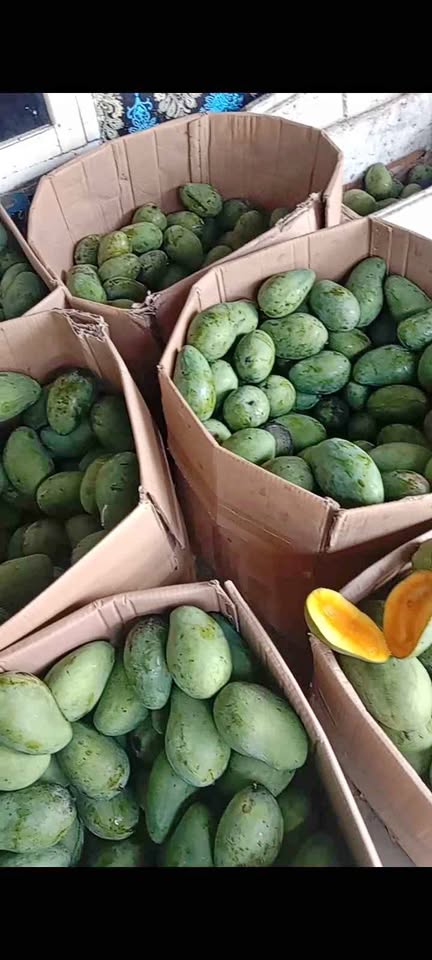Mangga manalagi free ongkir