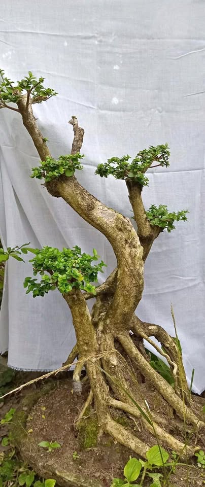 Bonsai subur