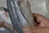 Ikan cakalang, kembung, baby cumi