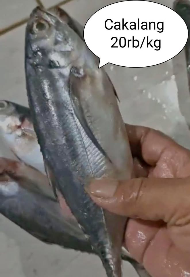 Ikan cakalang, kembung, baby cumi