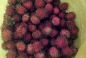 Rambutan lengkeng