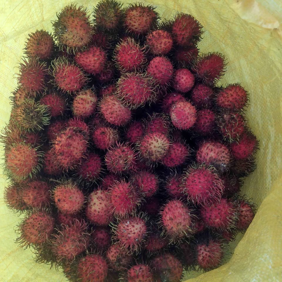 Rambutan lengkeng