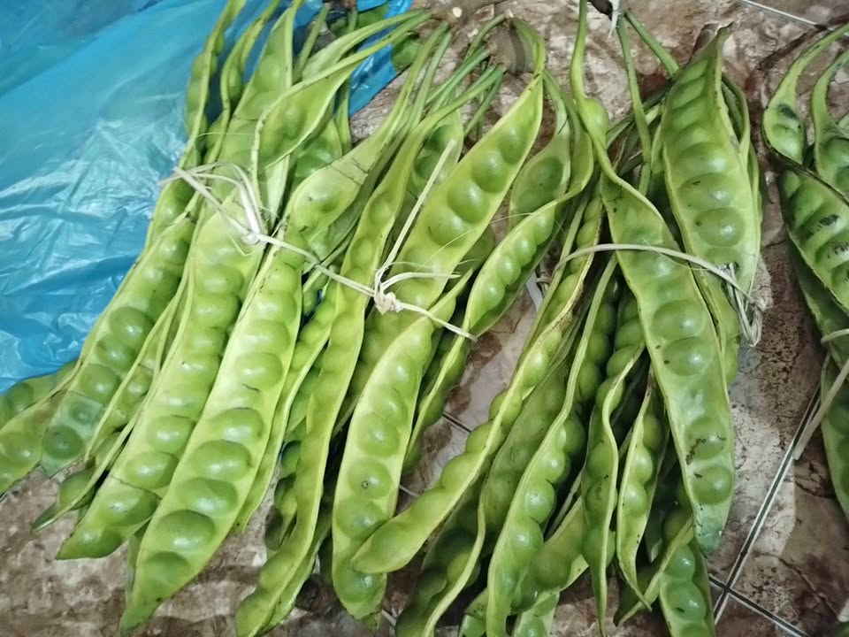 Pete asli petik dari gunungkidul