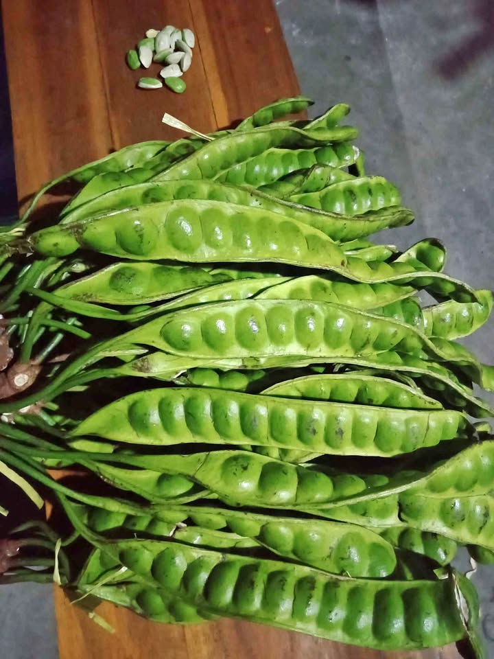 Sayuran Pete Fresh 10 Lonjor 1 Ikat