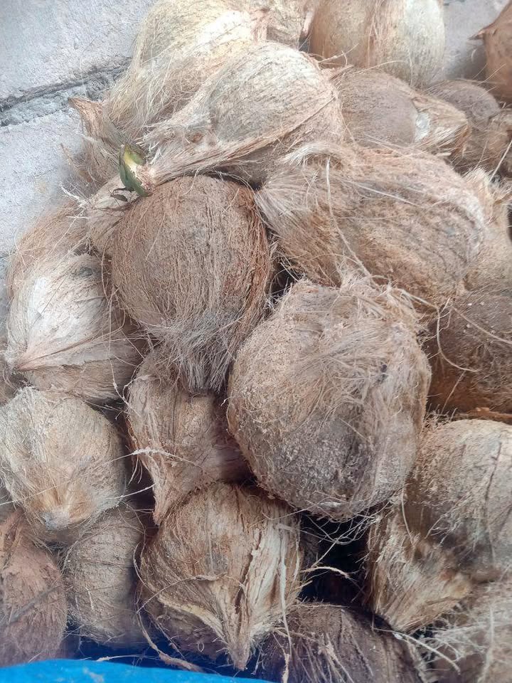 Kelapa tua Santan