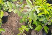 Pohon Jambu Kristal Jumbo