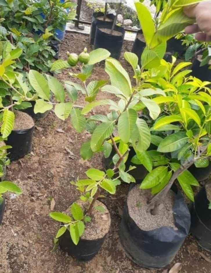 Pohon Jambu Kristal Jumbo