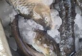 Ikan sidat ikan masapi fresh