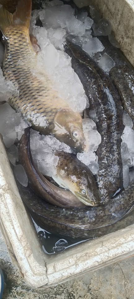 Ikan sidat ikan masapi fresh