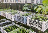 Bibit Aneka Sayur Organik