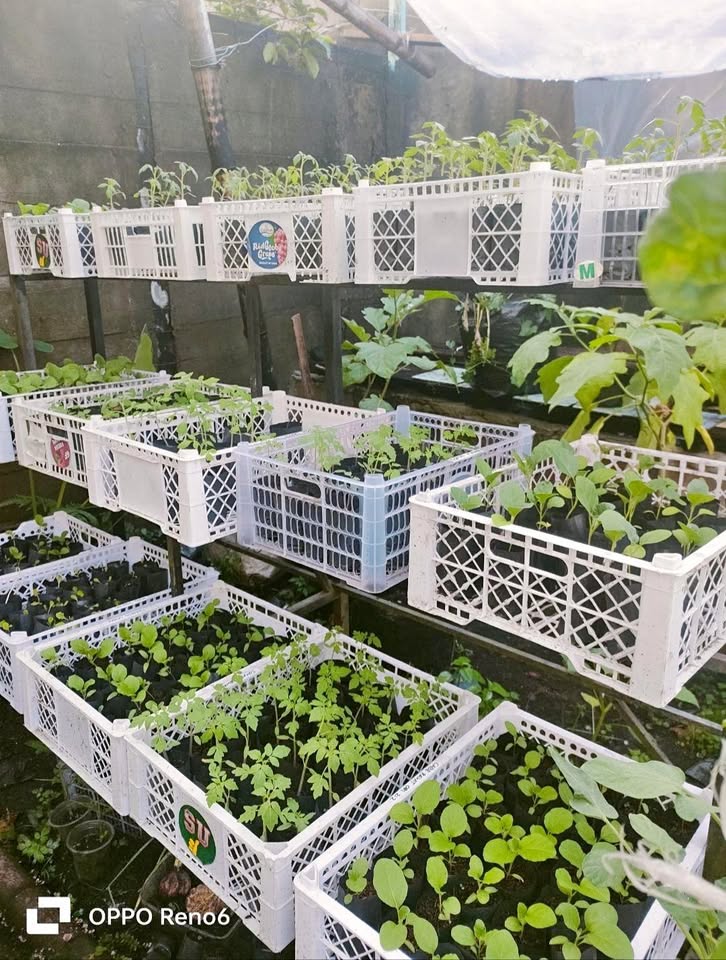 Bibit Aneka Sayur Organik