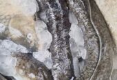 Ikan sidat ikan masapi fresh