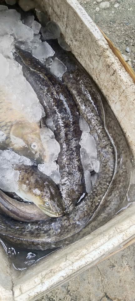 Ikan sidat ikan masapi fresh